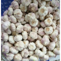 Top Quality of New Crop Fresh White Garlic